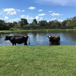 Cows in the pond